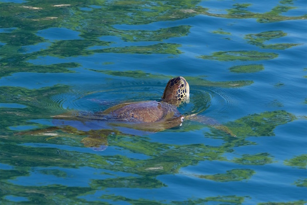 my-blue-cruise-sea-turtle