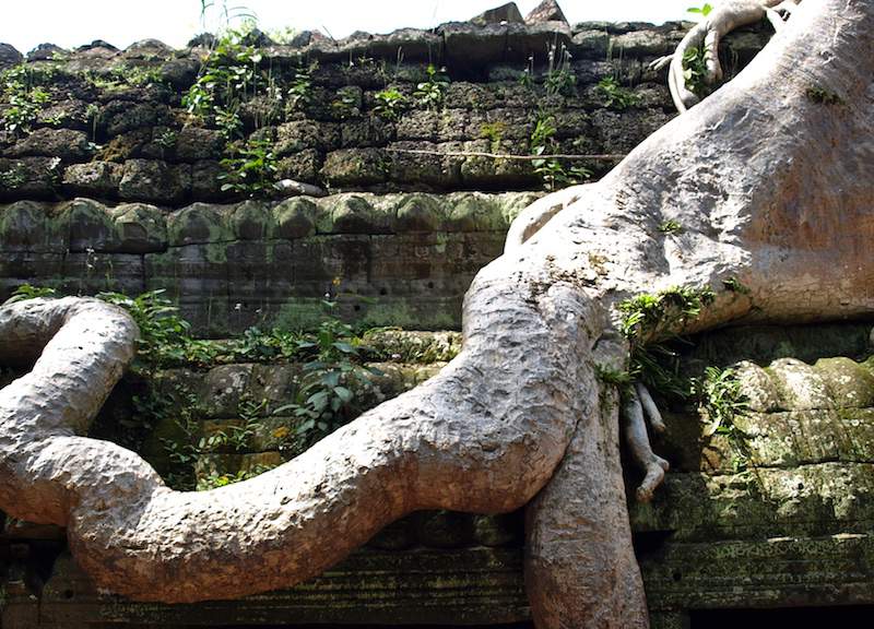 Cambodia-Ta-Prohm-roots