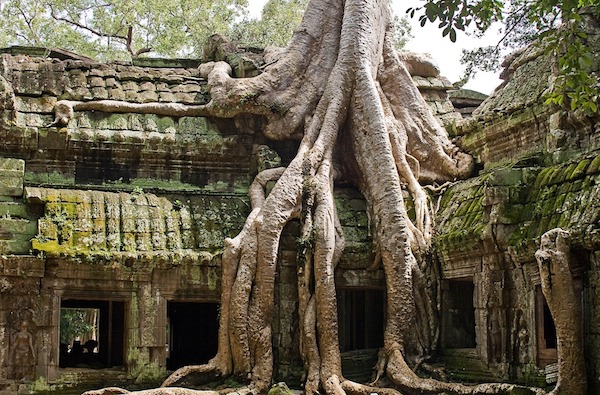 ta-prohm-giant-tree