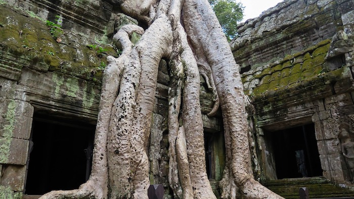 Ta-Prohm-huge-roots