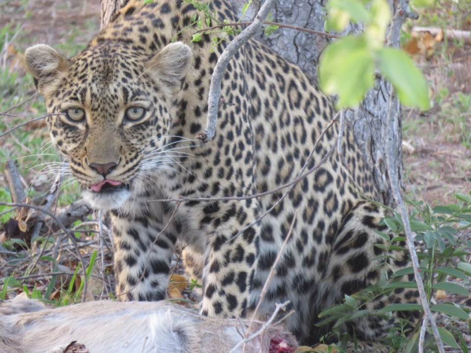 leopard-on-game-drive