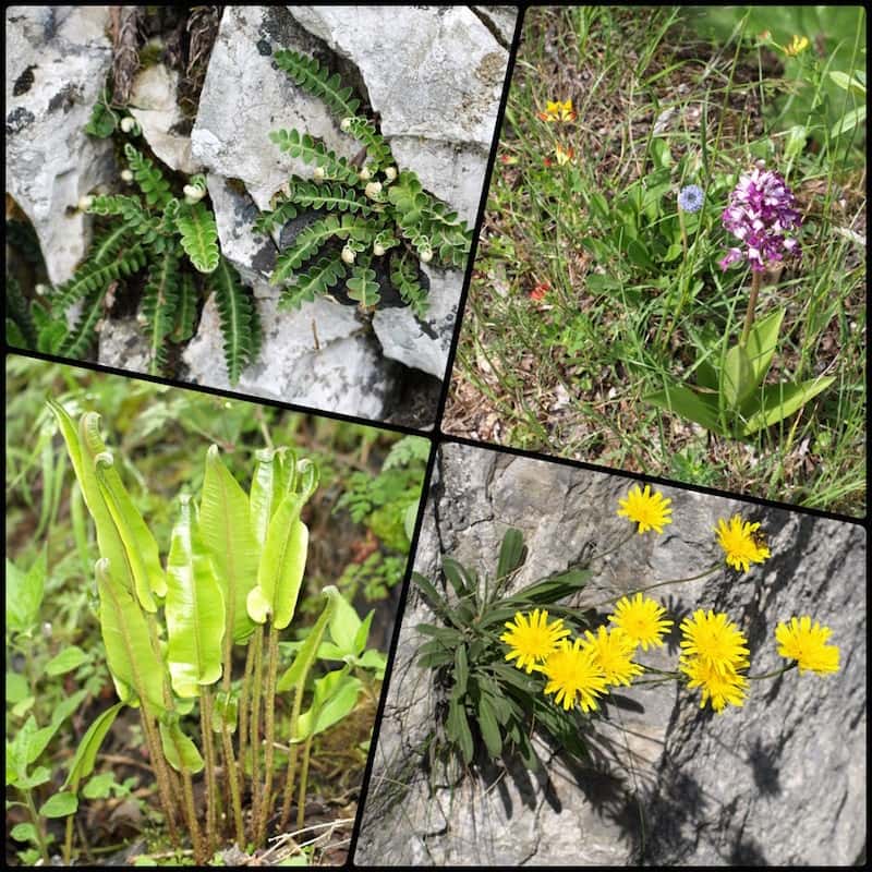 Plitvice-Lakes-spring-blooms