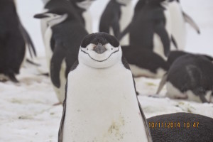 antarctica-chinstrap-penguin