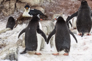 gentoo-penguins-antarctica