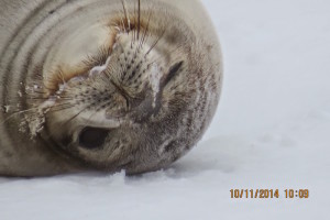 antarctica-weddell-seal