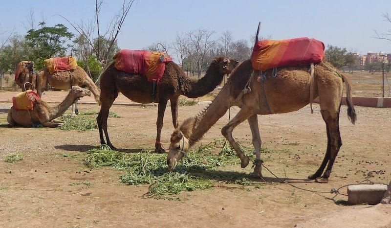 camels-Marrakech