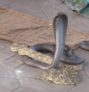 snake-Marrakech