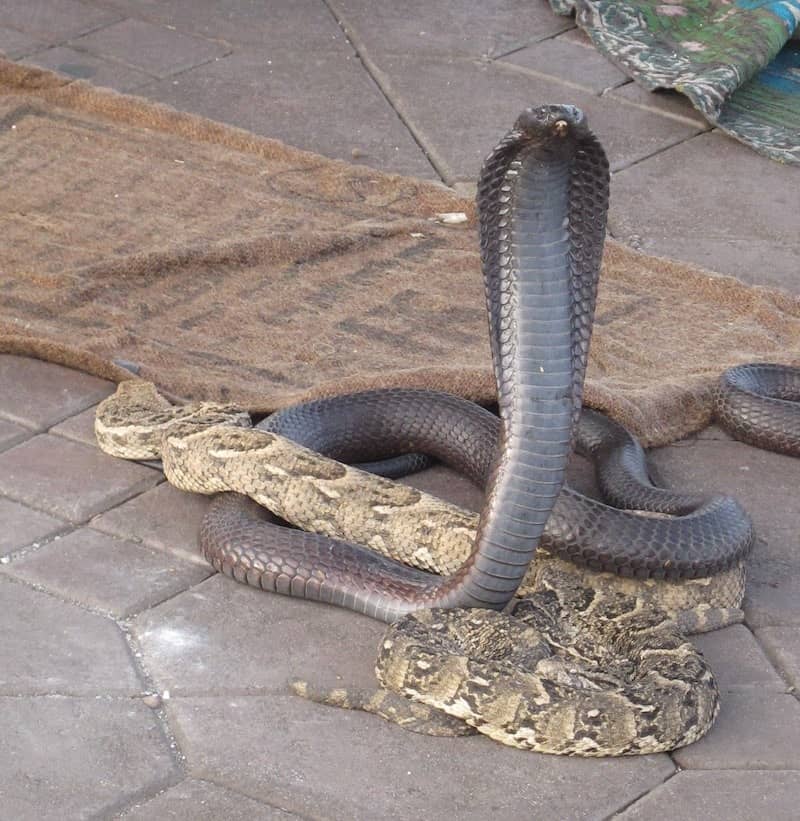 snake-Marrakech
