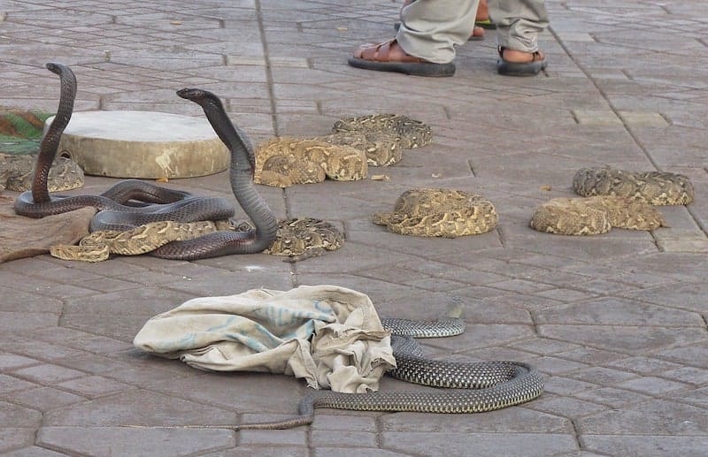 snakes-Marrakech-Morocco