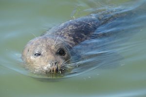 harbour-seal-san-francisco