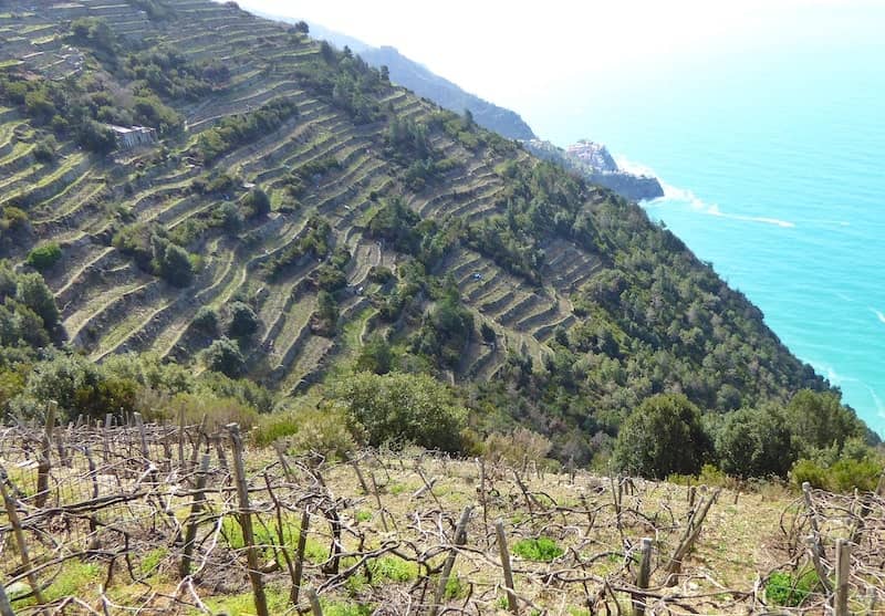 terraced-vineyards-Volastra-Cinque-Terre