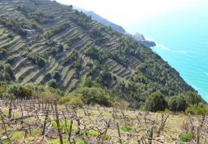 Cinque-Terre-terraces