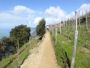 Cinque-Terre-trail-near-Volastra