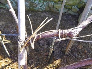 Cinque Terre training grape vines