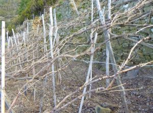 Cinq-Terre-grape-vines-grow-horizontally