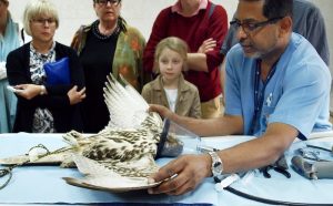 Abu Dhabi Falcon Hospital falcon wing inspection