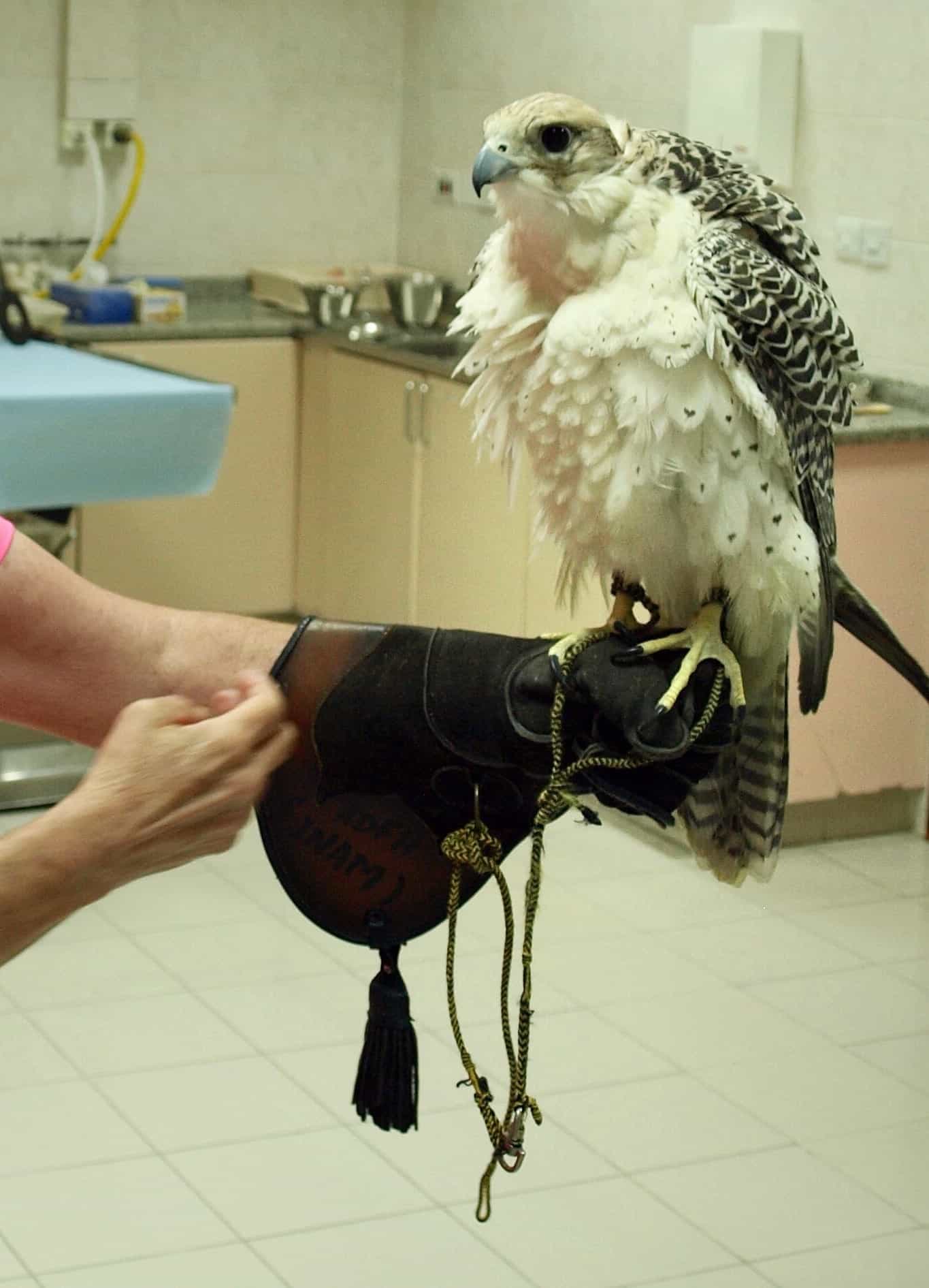 Abu-Dhabi-Falcon-Hospital-visitor-with-falcon 