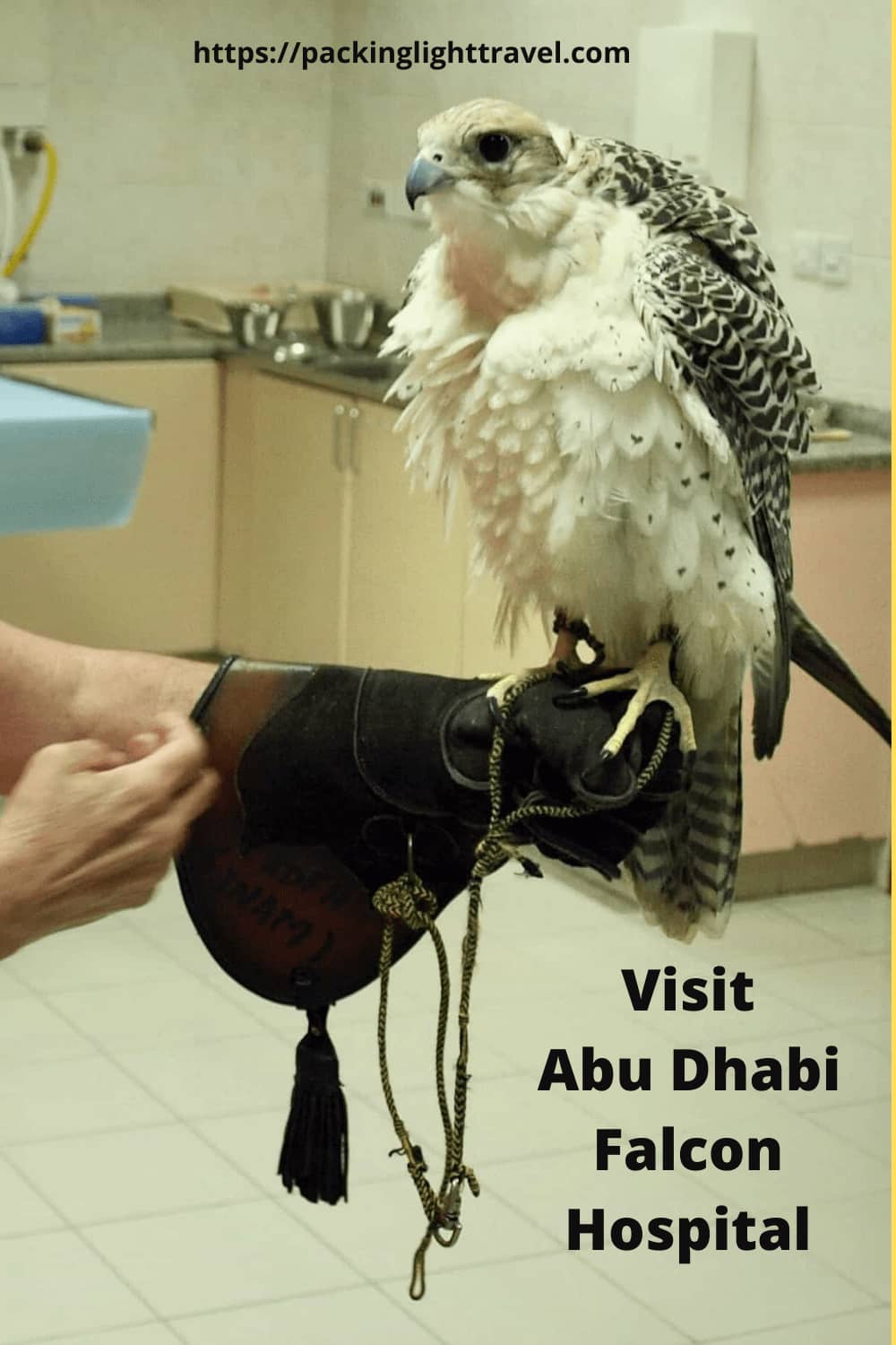 for-a-unique-experience-visit-Abu-Dhabi-Falcon-Hospital