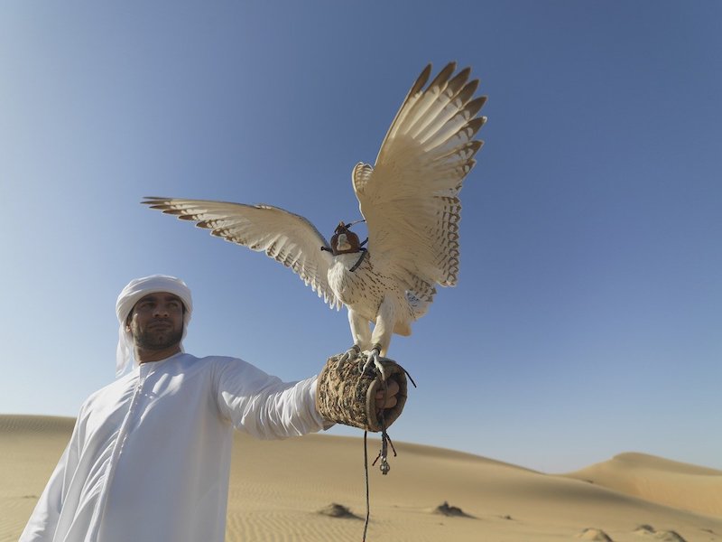 falcon-in-Emirati-culture