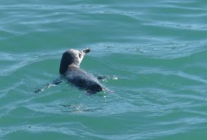 Akaroa penguin