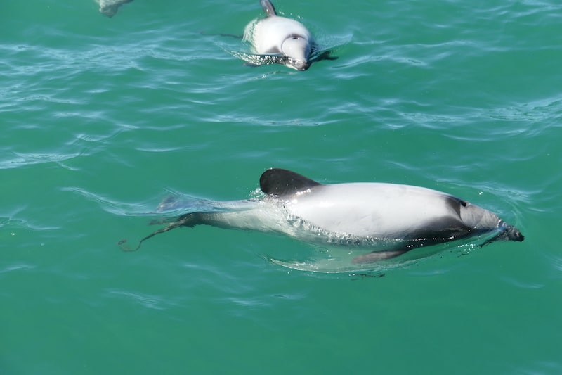 Hectors-dolphins-Akaroa-New-Zealand