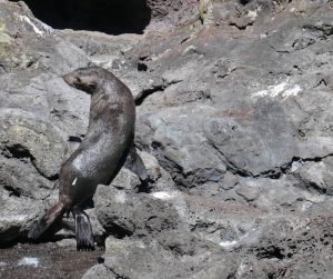 NZ fur seal