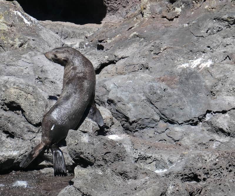 NZ-fur-seal-Akaroa-Harbour
