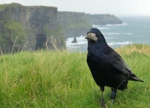 cliffs-of-moher-Ireland