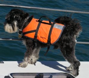 dolphin-spotting-dog-listening-for-dolphins