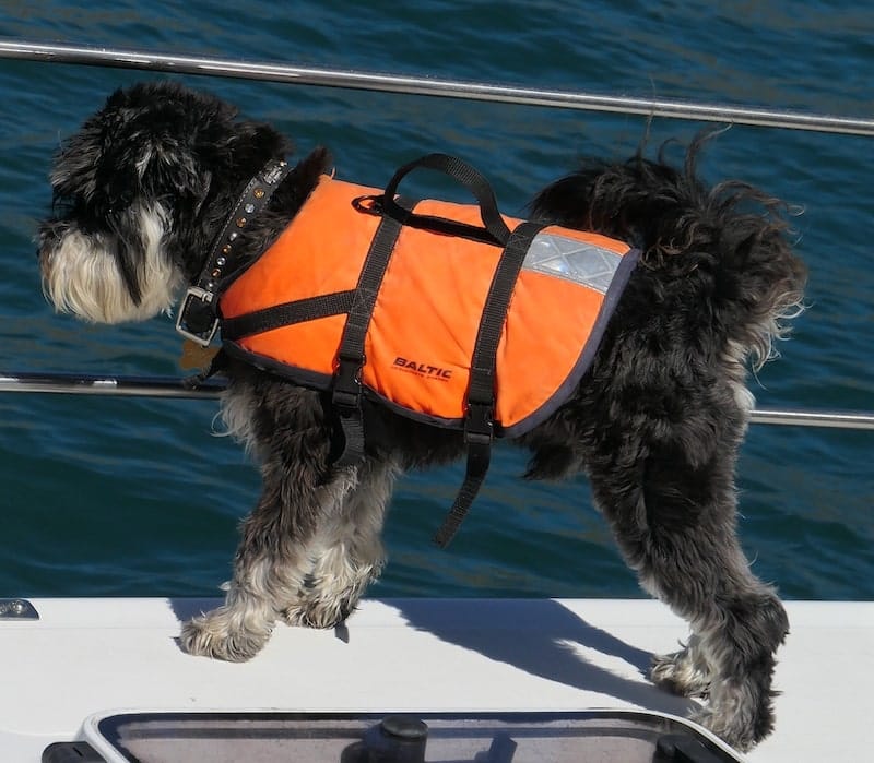 dolphin-spotting-dog-listening-for-dolphins