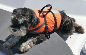 dolphin-spotting-dog-at-rest-Akaroa-Harbour