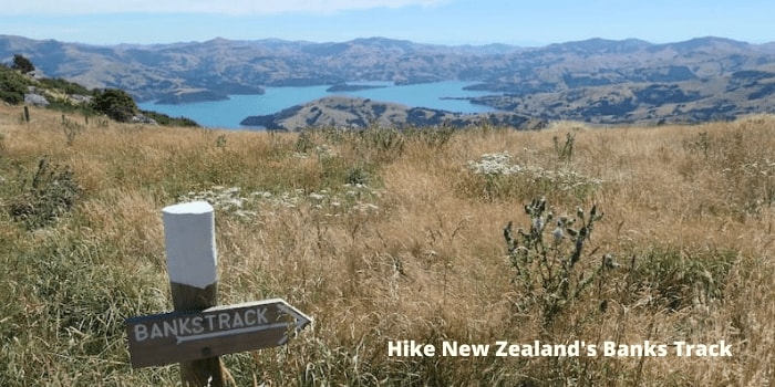 An extinct volcano, spectacular scenery and penguin conservation. Hike New Zealand’s Banks Track