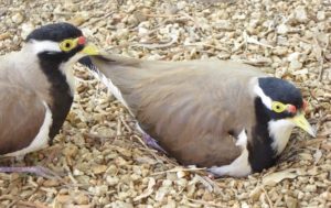 branded-lapwing-alice-springs-desert-park