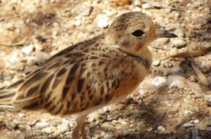 cinnamon-quail-alice-springs-desert-park