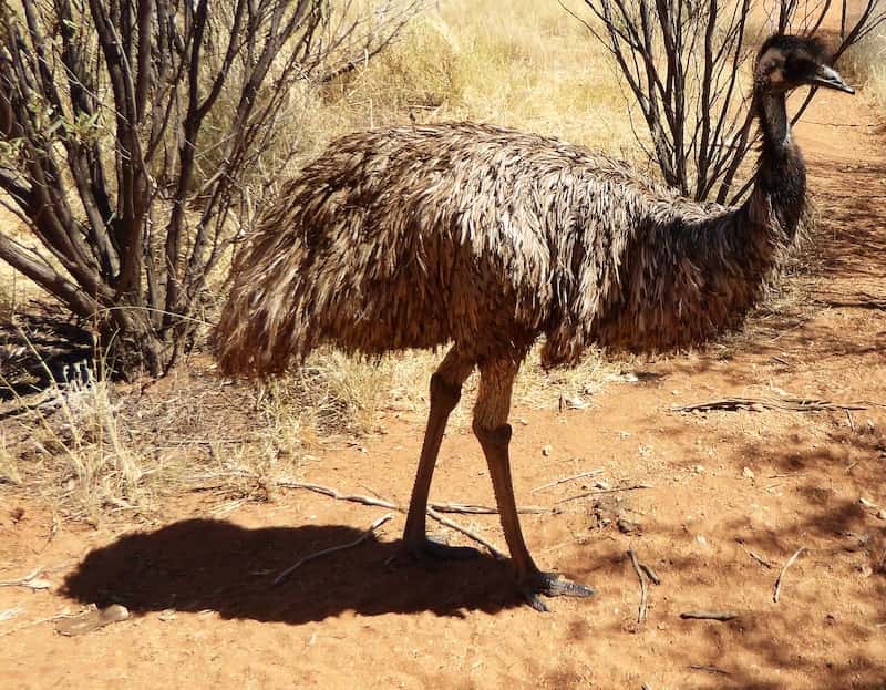 emu-alice-springs-desert-park