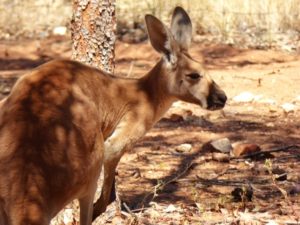 red-kangaroo-alice-springs-desert-park