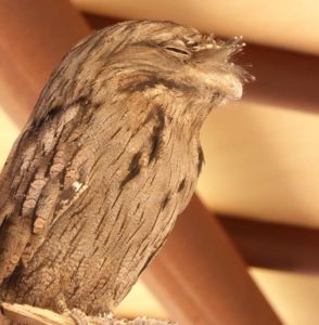 tawny-frogmouth-alice-springs-desert-park