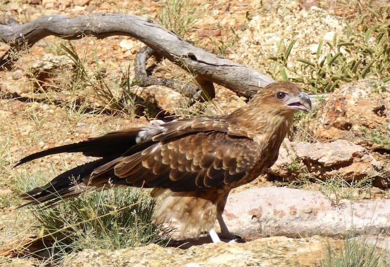 wedge-tailed-eagle-alice-springs-desert-park