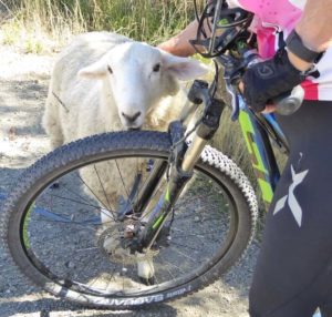 sheep by bike