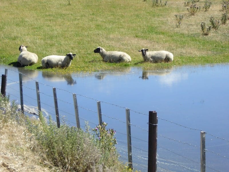 sheep-by-waterhole-otago-central-rail-trail