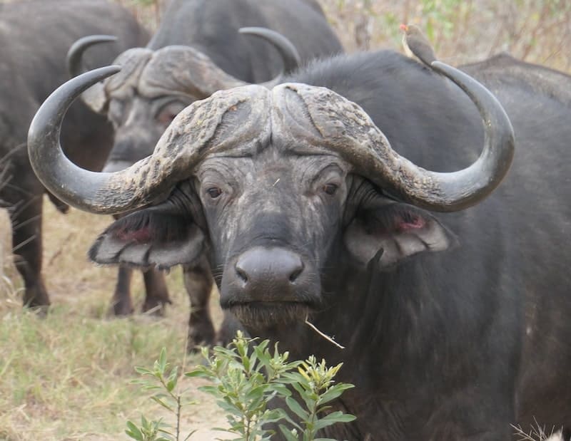 buffalo-thornybush-south-africa