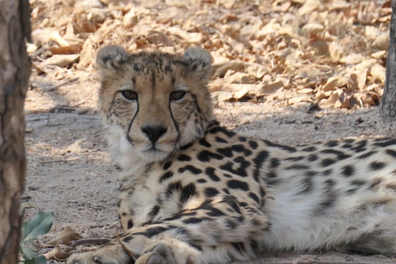 cheetah-hoedspruit-endangered-species-centre