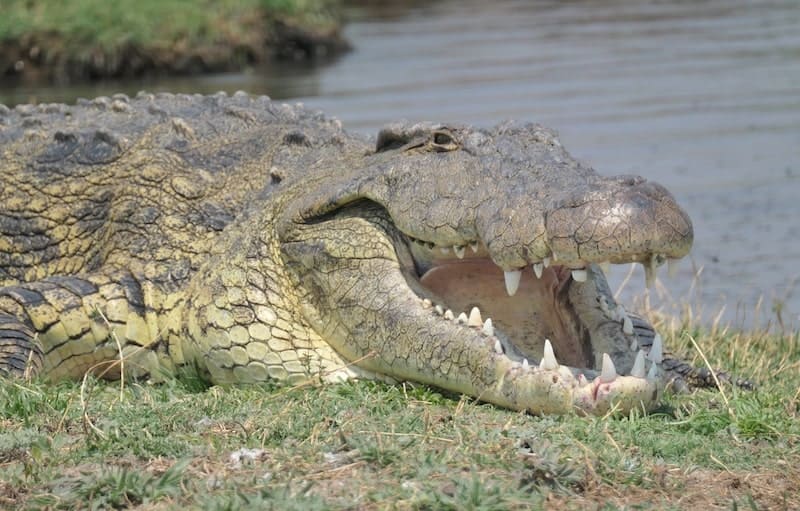 chose-river-crocodile
