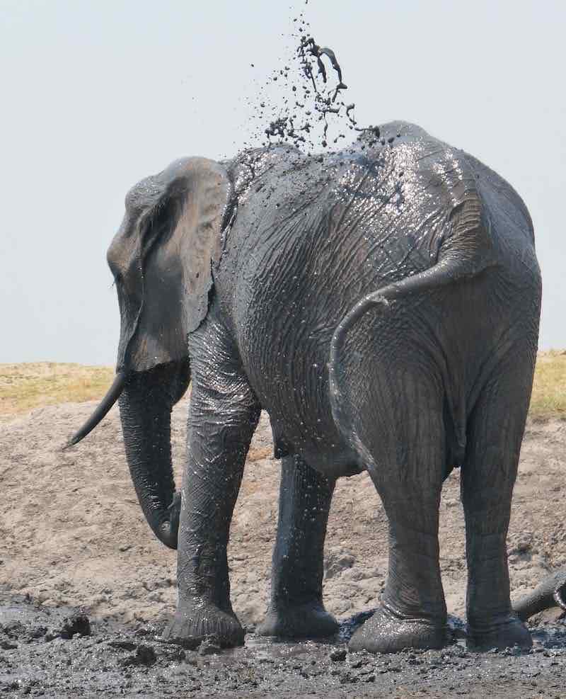 chose-rivwer-elephant-mud-bath