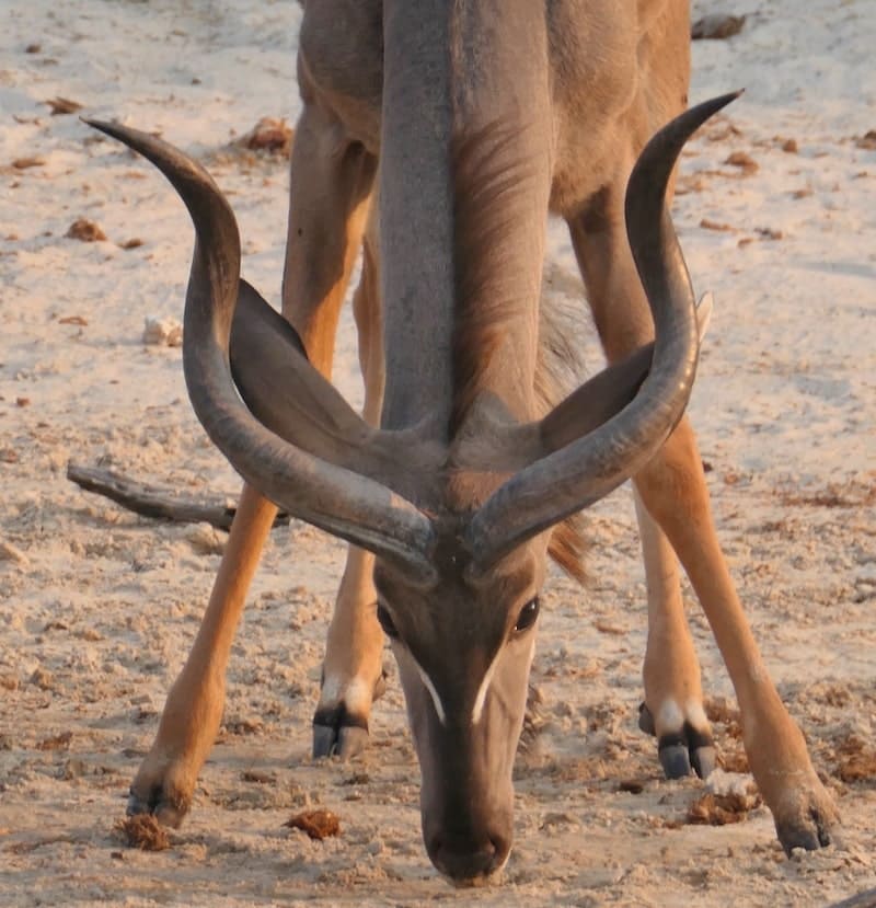chose-river-kudu