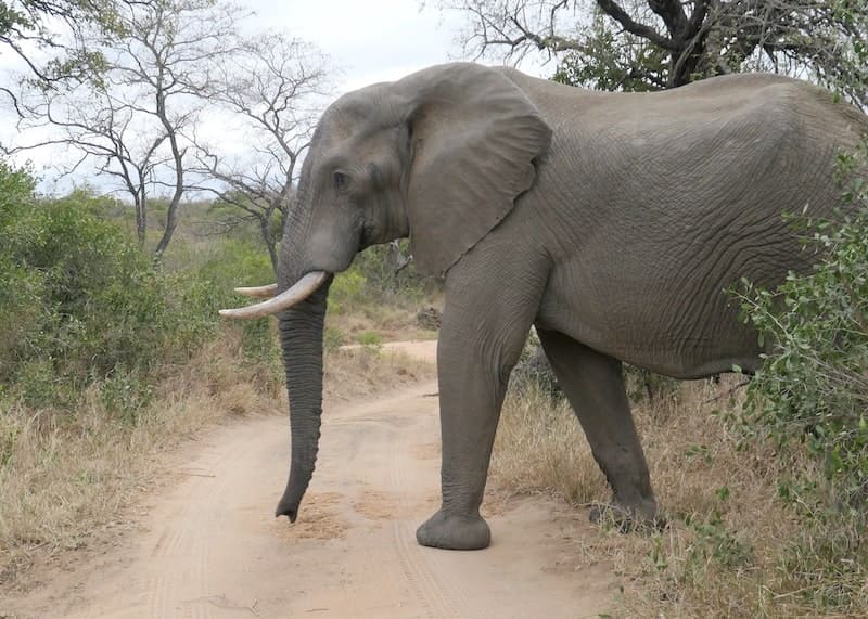 elephant-thornybush-south-africa