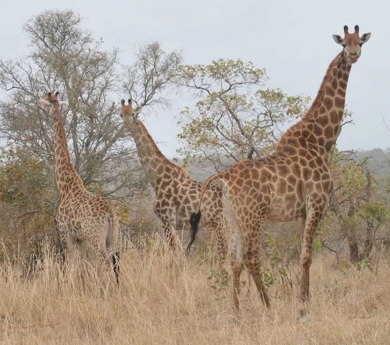 giraffe-thornybush-south-africa