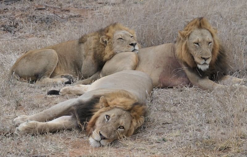 lions-thorny bush-south-africa