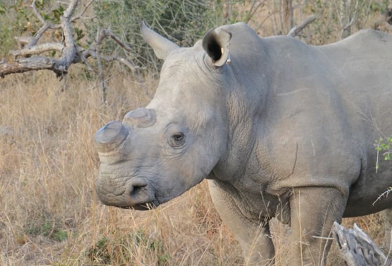 rhinoceros-thornybush-south-africa