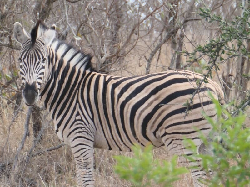 zebra-thornybush-south-africa
